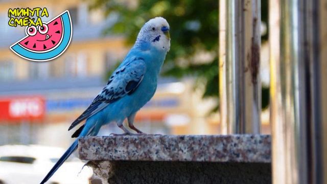 КАК-ТО РАЗ К НАМ СЛУЧАЙНО ЗАЛЕТЕЛ ПОПУГАЙ! смотреть онлайн