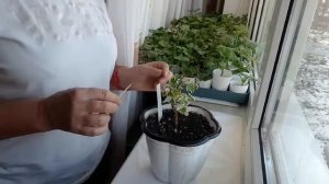 Пеларгония королевская и эксперимент с цитокининовой пастой