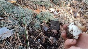 Поехали за Белым Грибами  Как быстро появляются грибы после дождя