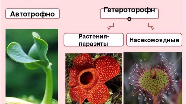 6 КЛАСС БИОЛОГИЯ АПРЕЛЬ ПОКРЫТОСЕМЕННЫЕ, ОБЩАЯ ХАРАКТЕРИСТИКА И ЗНАЧЕНИЕ — копия смотреть онлайн
