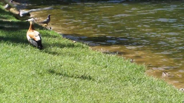 Огари с утятами смотреть онлайн