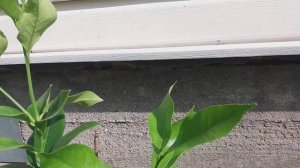 Лимон. Наращиваем листовую массу за 1 год. Уход