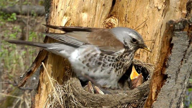 Гнездование, Рябинник кормит птенцов, Fieldfare Chicks