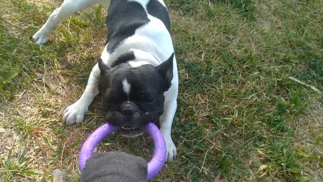 Французский бульдог не отдает игрушку - кольцо. смотреть онлайн