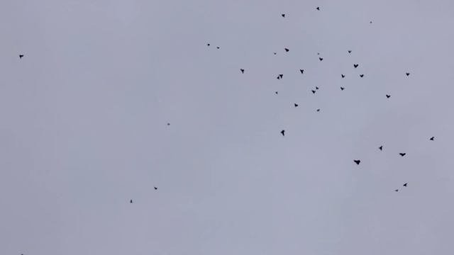 Голуби Свердловские высоколётные По первому снегу 9122815080