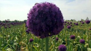 Allium Ambassador V2