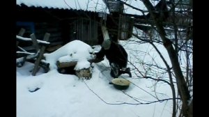 До бани- в тазике