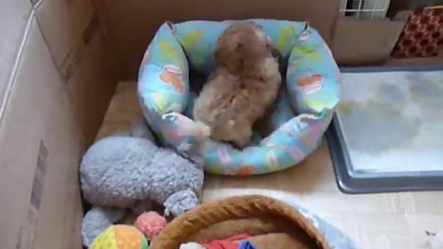 Беляночка и Розочка