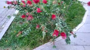 Каллистемон (Callistemon citrinus) в Ялте