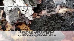 Россельхознадзор обследовал свыше 1000 га лесного фонда в 10 районах Владимирской области