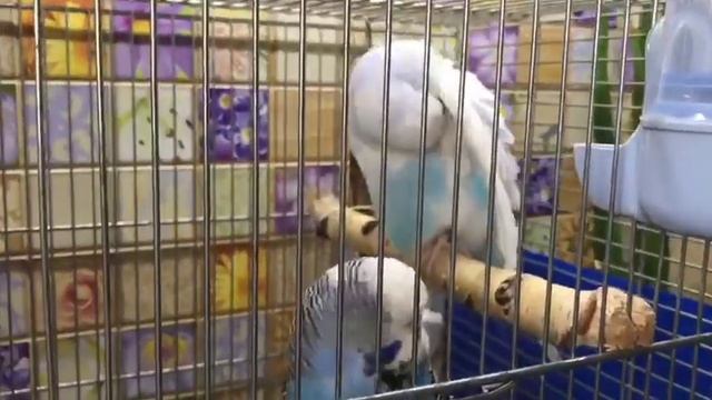 Новая пара Чехов на гнезде Мэр и Пеструшка.