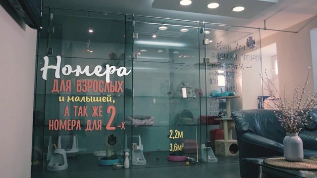 Передержка кошек. Отель для кошек "Кот-Бегемот" 