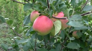 Имеет высочайшие вкусовые качества и высокую зимостойкость #Яблоня летняя САНРАЙЗ