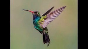 птицы по знаку зодиака   маленькие