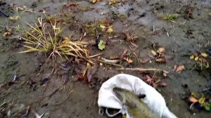 Налим на закидушки. Проверка.