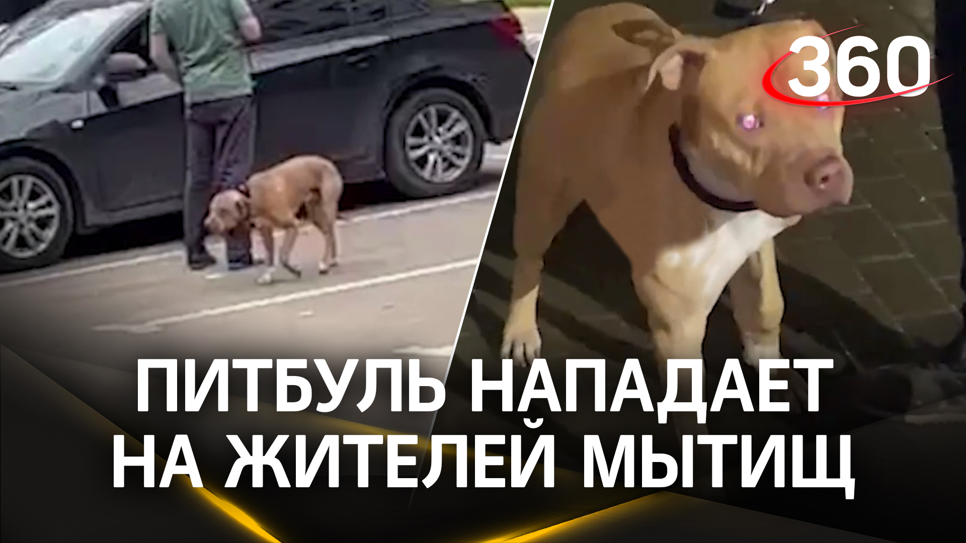Питбуль Набросился На Шпица