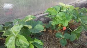 Первая клубника сезона 2019г.Новые сорта .Клубника Медовая,Максим