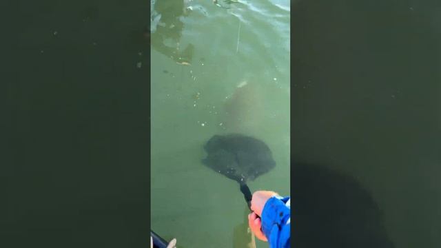 Kayak fishing being towed by big Ray #fishing #stingray ￼￼