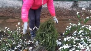 ЗАЩИТА ХВОЙНЫХ РАСТЕНИЙ НА ЗИМУ. ВАРИАНТ СОЗДАНИЯ ДОМИКОВ ДЛЯ ХВОЙНИКОВ ИЗ ПОДРУЧНЫХ СРЕДСТВ