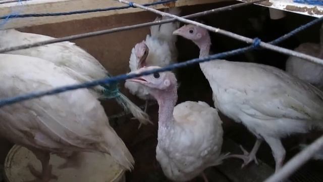 ЧТО ДЕЛАТЬ ПРИ РАСКЛЕВЕ У ИНДЮШЕК смотреть онлайн