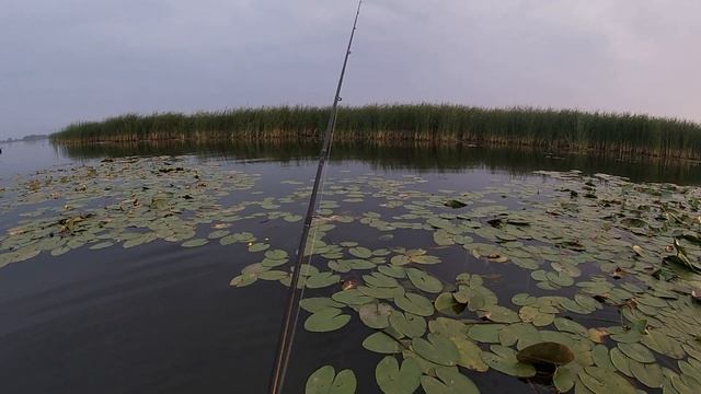 Щука. Ловим на поверхностные приманки. поппер хорватское яйцо. Сто поклевок. Ринафиш. смотреть онлайн