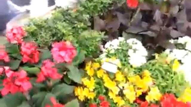 2014 Spring Trials: BALL Ingenuity Seed Canna смотреть онлайн