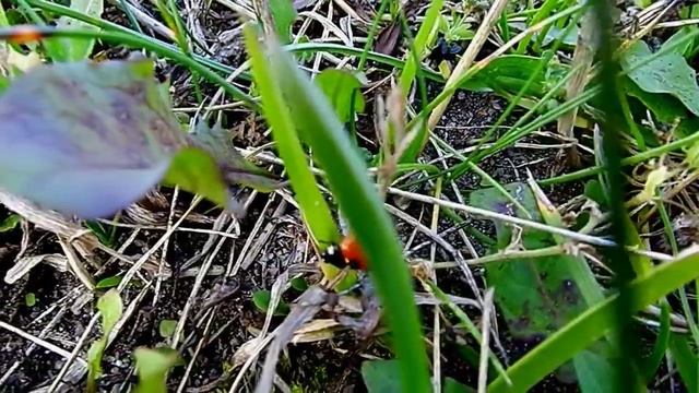 Футаж Божья Коровка в траве. Видео с насекомыми. Божья Коровка Видео. Футажи для видеомонтажа смотреть онлайн