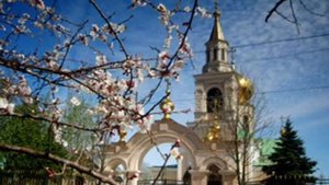 Абрикоса белая Парфёнов)