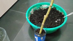 Укореняем черенки ивы!!!