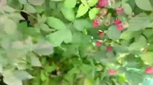 Ремонтантная малина в Ленобласти, секреты выращивания от мамы:)