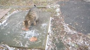 Кормим бездомных животных - помогаем котам и собакам!