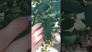 Моя роза незнакомка, Бою Скай Фри...