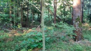 Пошли в лес за грибами