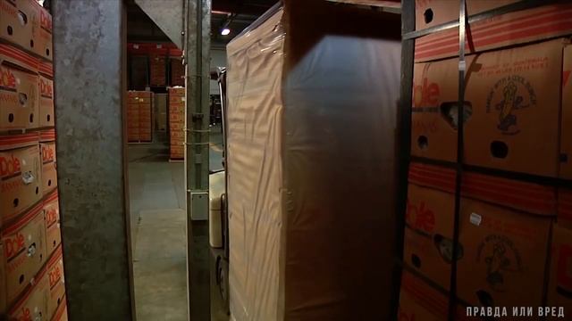 БАНАНЫ ЧТО ЭТО, ГАЗАЦИЯ? Как выращивают и собирают? Польза или вред?