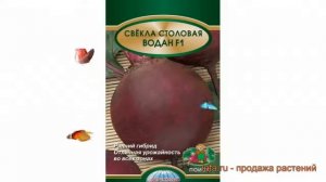 Свекла столовый Водан F1 (vodan f1) ? свекла Водан F1 обзор: как сажать семена свеклы Водан F1