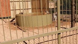 Парк "Земля прайда"  открыт в Подмосковьи.  Тигры играют