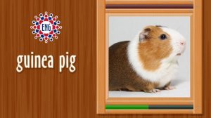 Домашние животные на английском языке | Для детей и начинающих