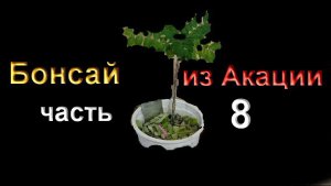 Бонсай с самого начала из Желтой Акации часть 8 обрезка