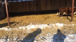 Зимнее содержание телят