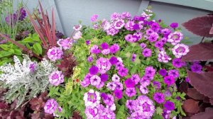 Container Garden Recipes, Colorblock Annual Combinations, Patio Garden Ideas, MN