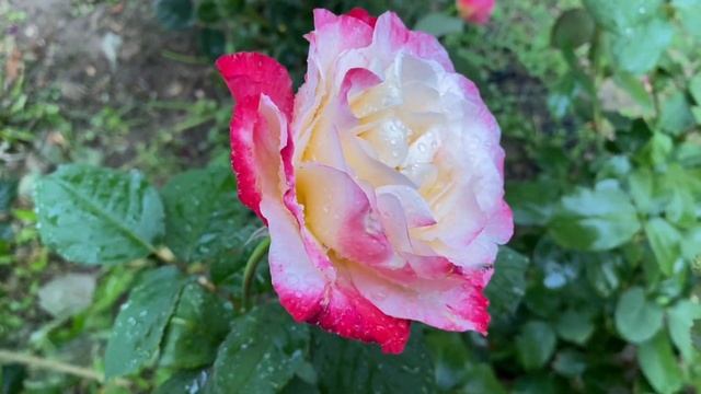 Blue Sky Freelander, Double Delight, Dinky, Robin Hood, Green Tea у моєму трояндовому саду смотреть онлайн