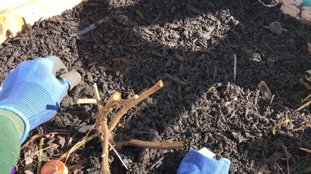 BULB PLANTING IN THE GARDEN. BULB PLANTING. MORE BULB PLANTING IDEAS My LATE BULB PLANTING PROJECT смотреть онлайн