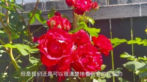 爬藤玫瑰 William Baffin 开花了,简单改善花园积水,预防玫瑰常见病。【莎拉养花】