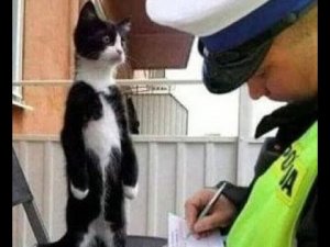 ? Нарушители порядка! ? Приколы с котами и собаками 2022 #43