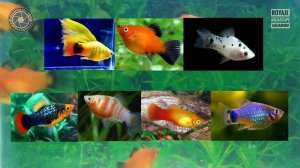 Royaje Aquascape: Mengenal Ikan Platy