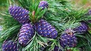 ВЛАДИМИР  МЕГРЕ   "АНАСТА"