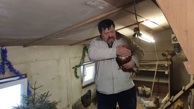 ЯЙЦЕНОСКОСТЬ ЗИМОЙ как ЛЕТОМ