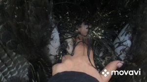 выпадение яйцевода у индюшки, способ лечения