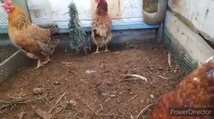 чтобы куры неслись круглый год! никакой химии! уникальная добавка для  яйценоскости кур!