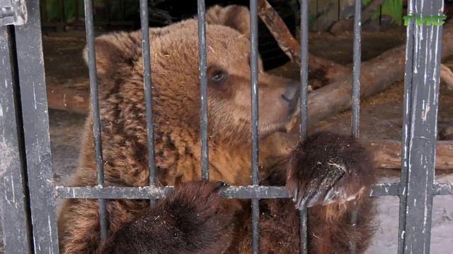 В самарском зоопарке рассказали, как животные переносят морозы смотреть онлайн